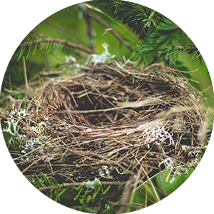 Vogelnest